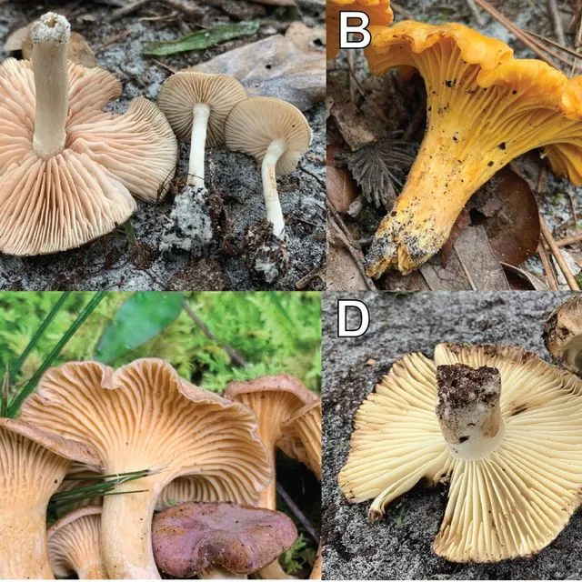 thumbnail for publication: The Common Chanterelles (Cantharellus and Craterellus) of Florida